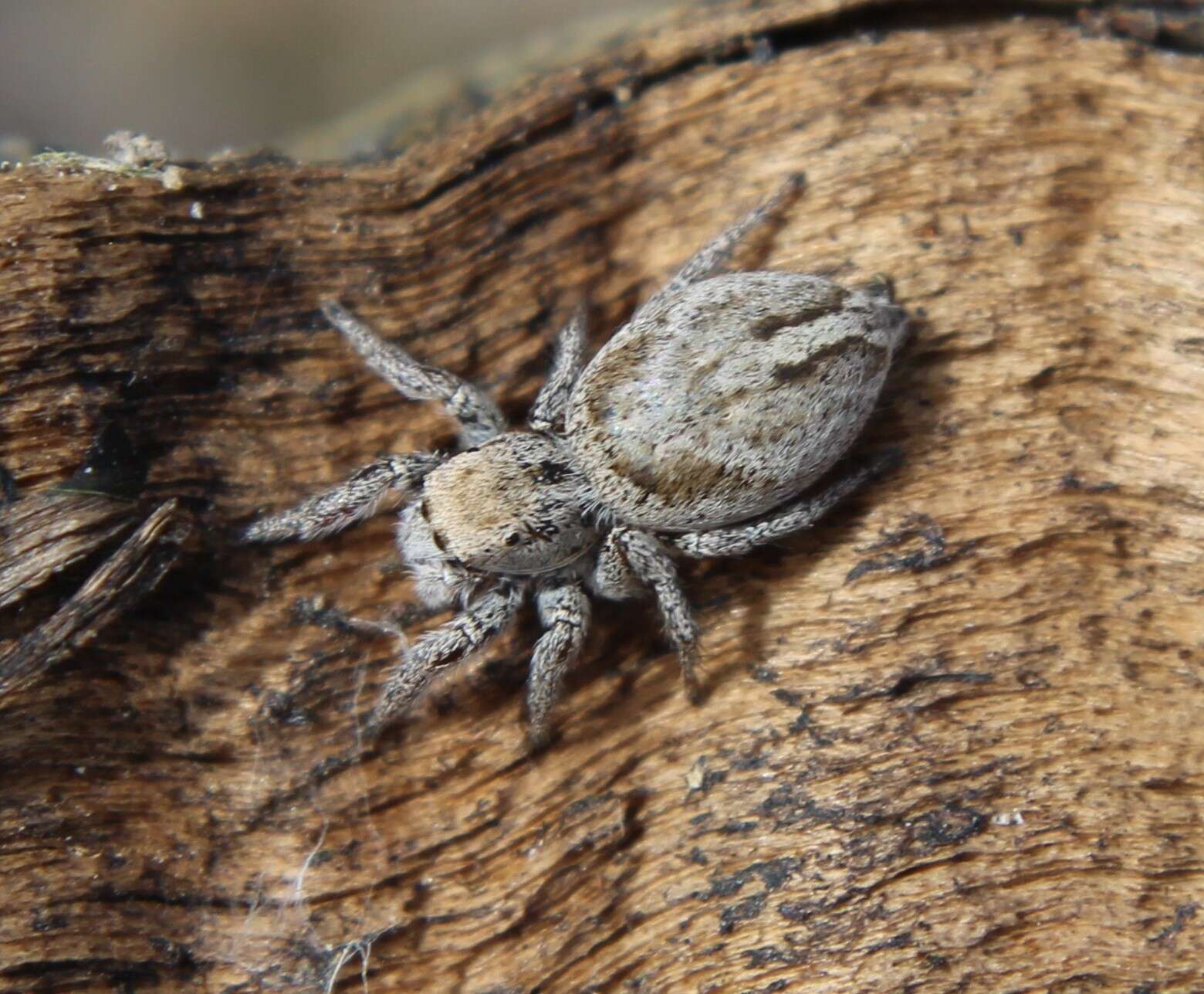 Image of Habronattus festus (Peckham & Peckham 1901)