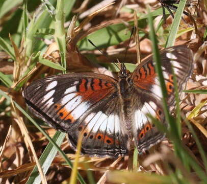 Image of Junonia sophia infracta Butler 1888