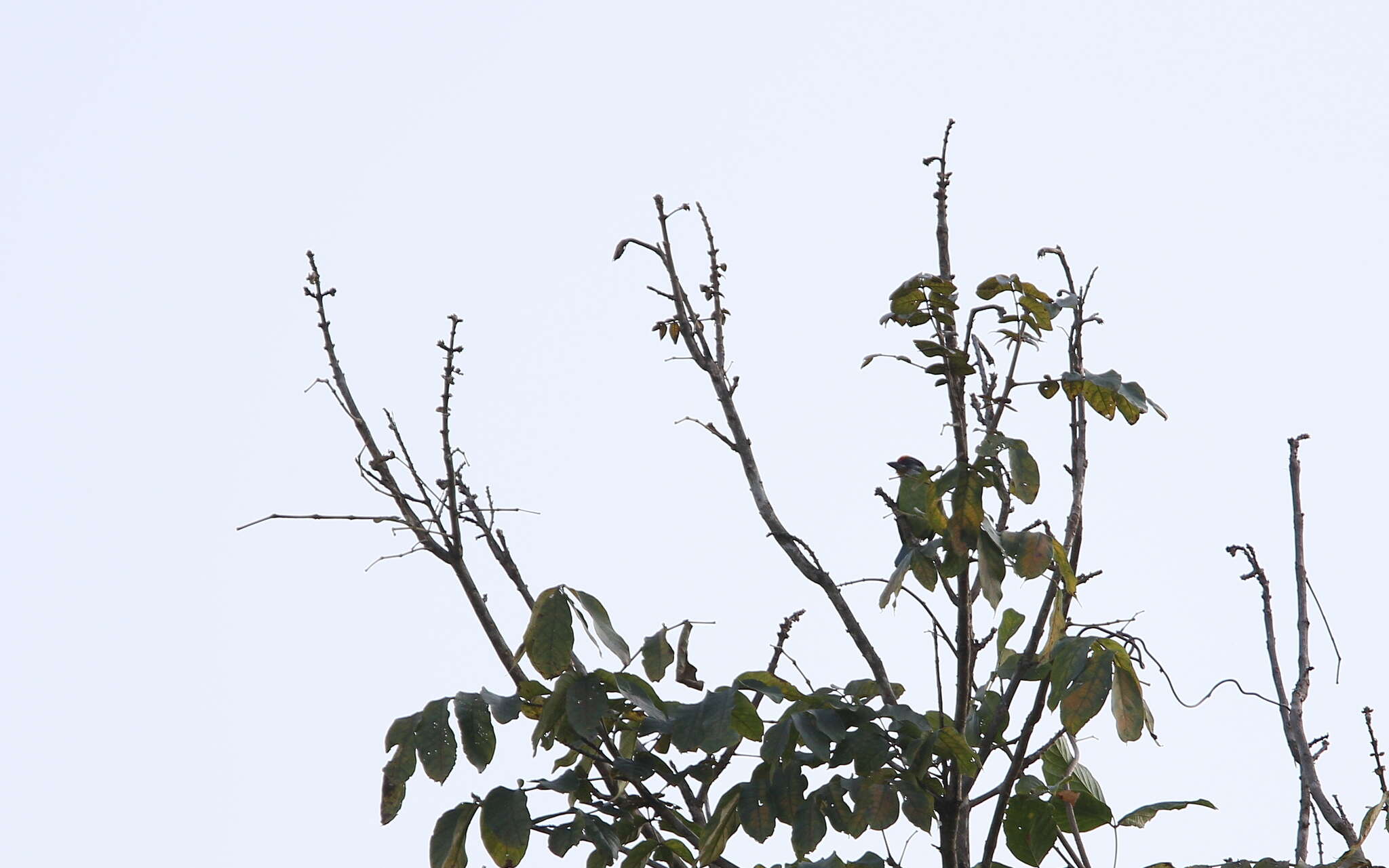 Image of Golden-throated Barbet