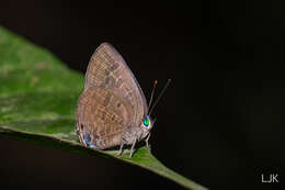 Image of Arhopala aurea (Hewitson 1862)