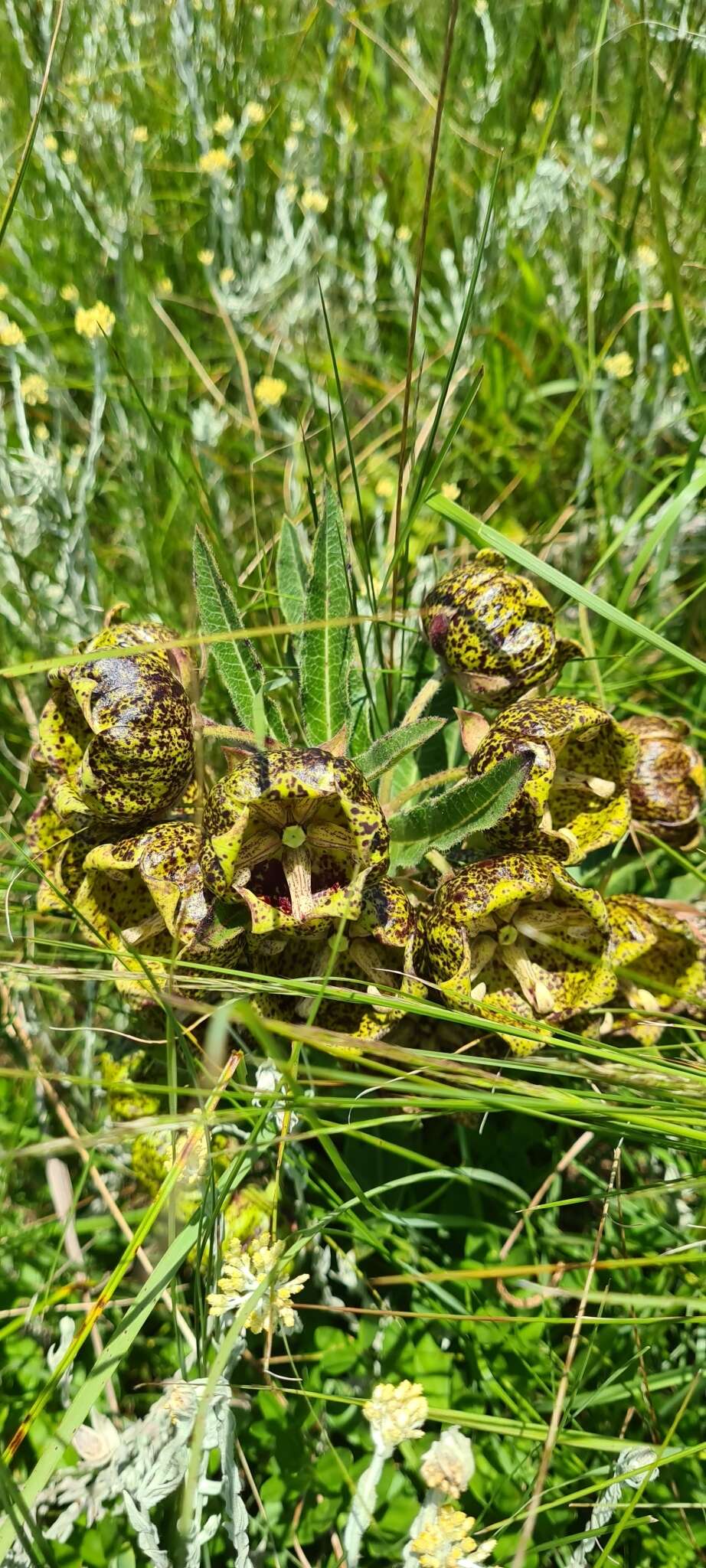 Sivun Pachycarpus grandiflorus (L. fil.) E. Mey. kuva