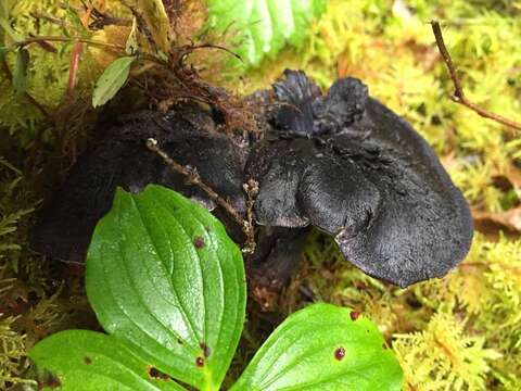 Image of <i>Hydnellum fuscoindicum</i>