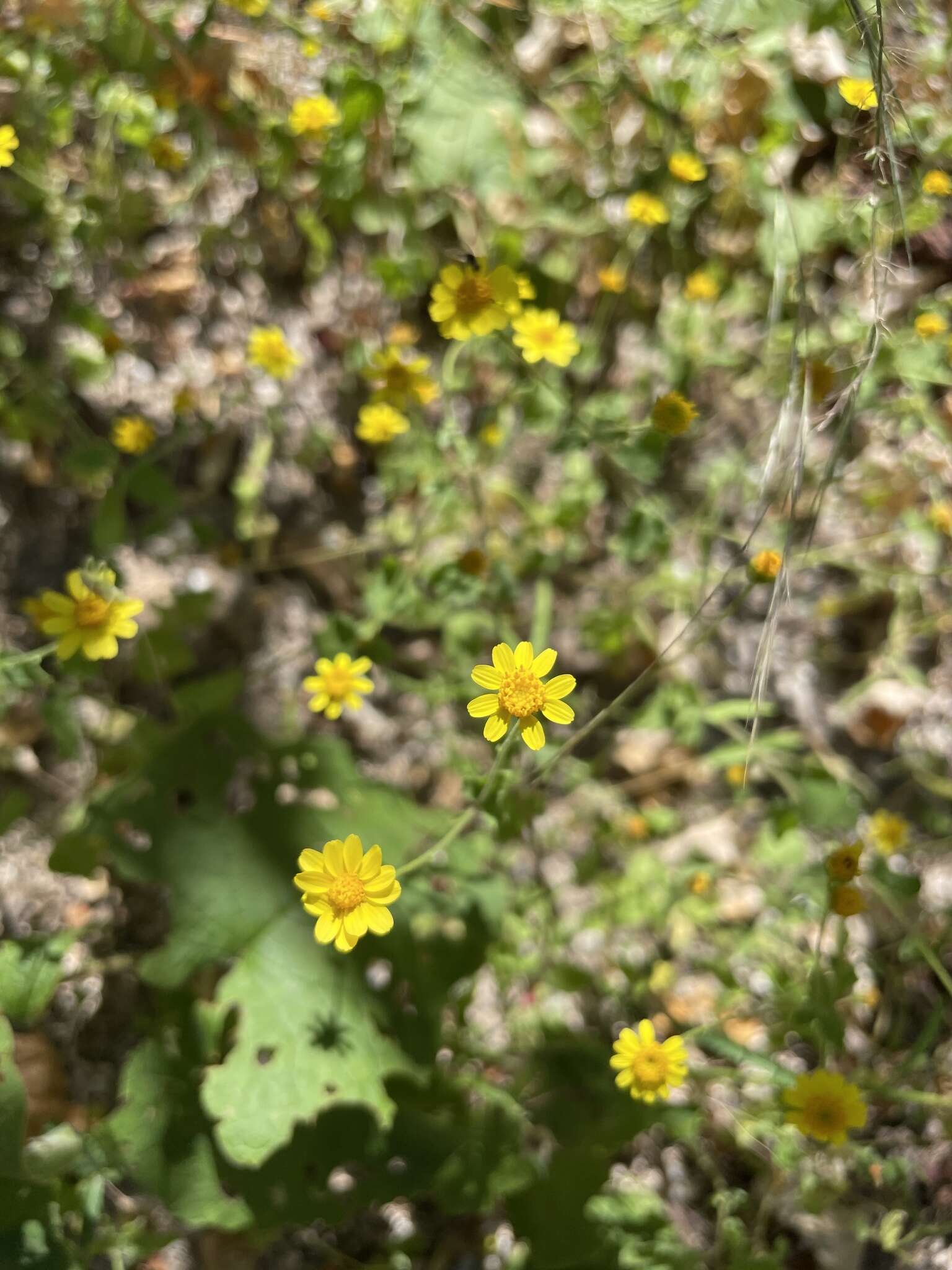 Image of Perityle cuneata Brandeg.