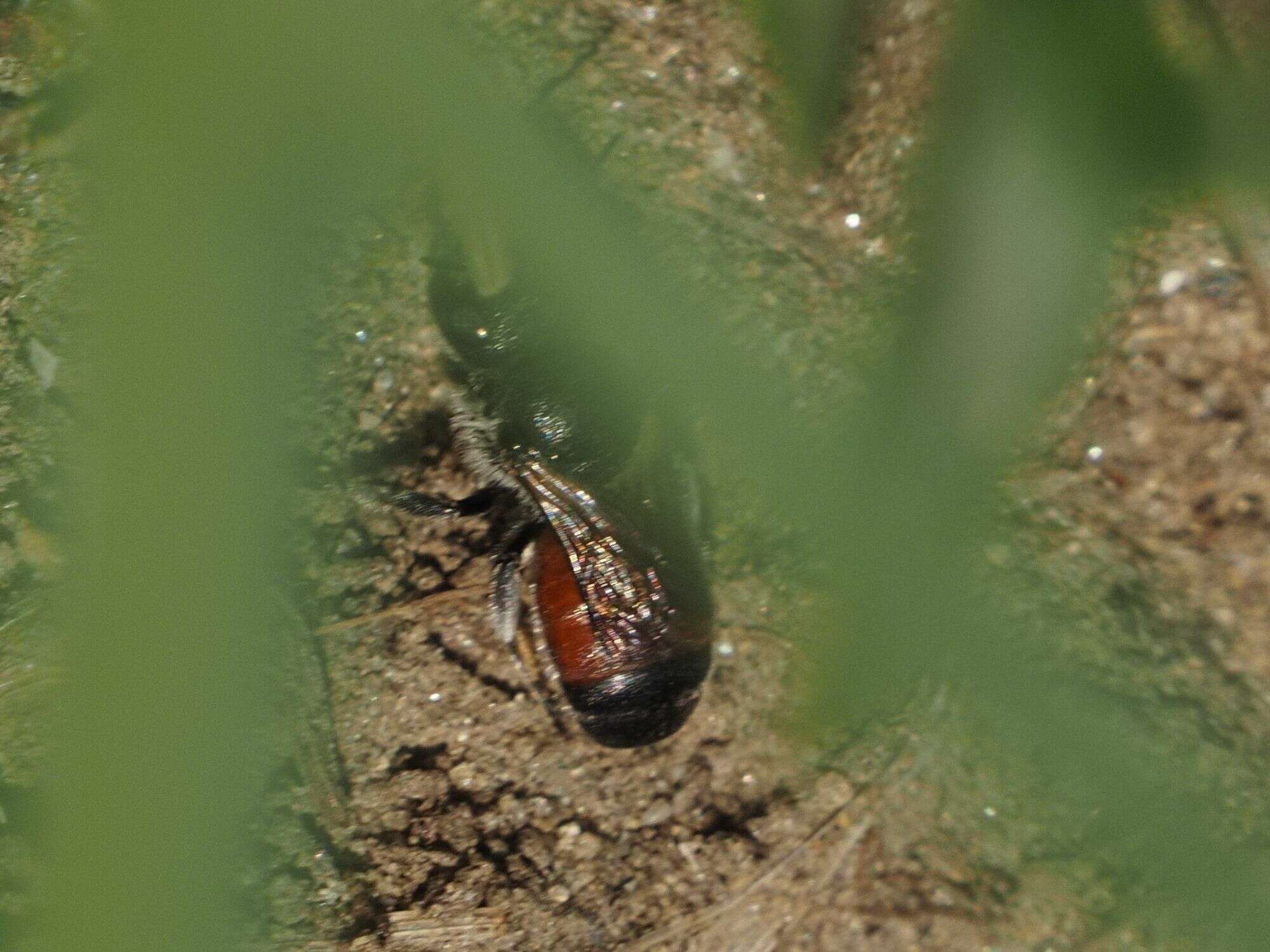 Imagem de Osmia andrenoides Spinola 1808