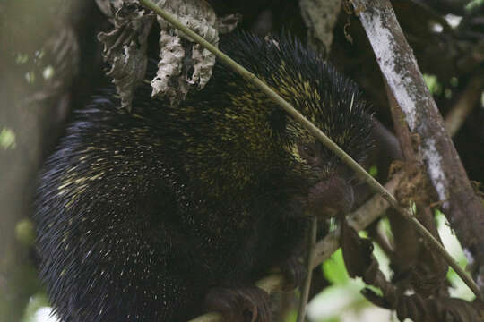 Image of Bicolor-spined Porcupine