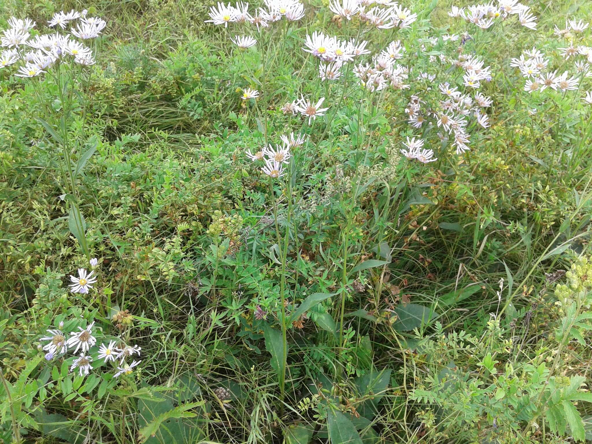 Image of Tatarian aster