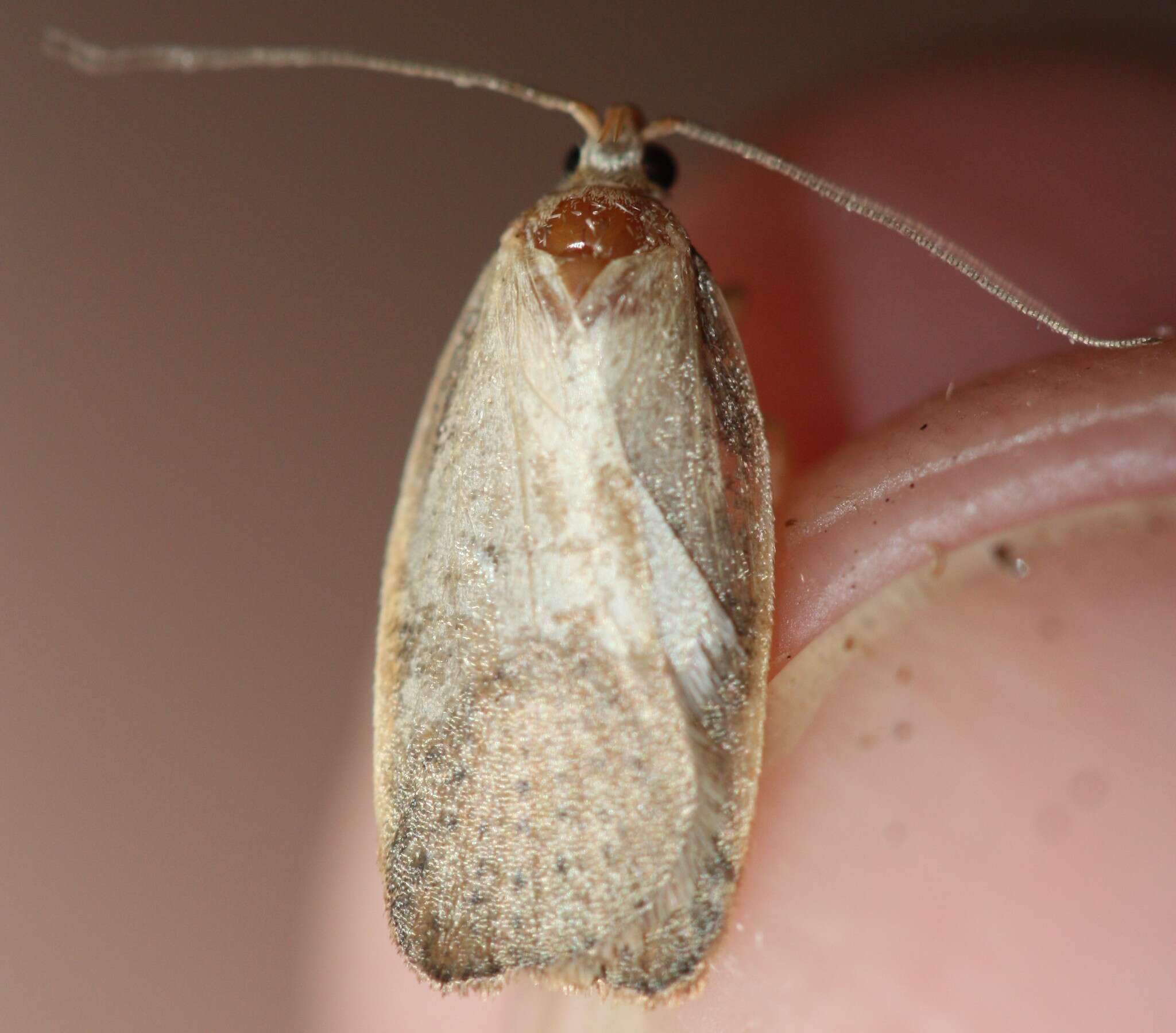 Image of Mountain Beech Flat Moth