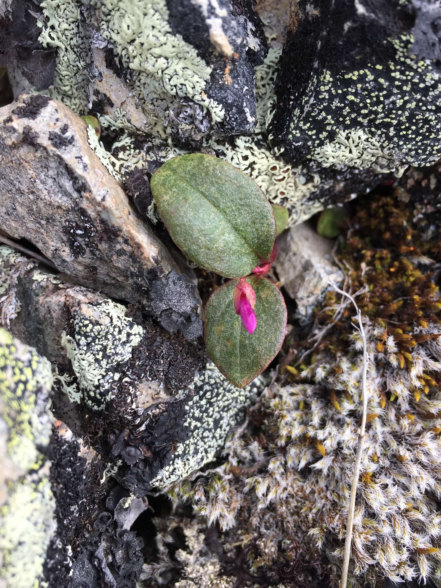 Image of Ogilvie Mountain springbeauty