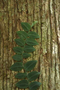 Image of Rhaphidophora hayi P. C. Boyce & Bogner