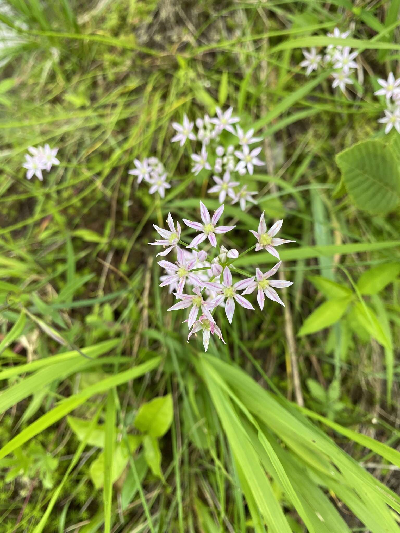 Image of Little River Canyon onion