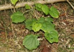 Image of Kilauea hau kuahiwi