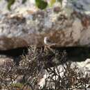 Image of Socotra Cisticola