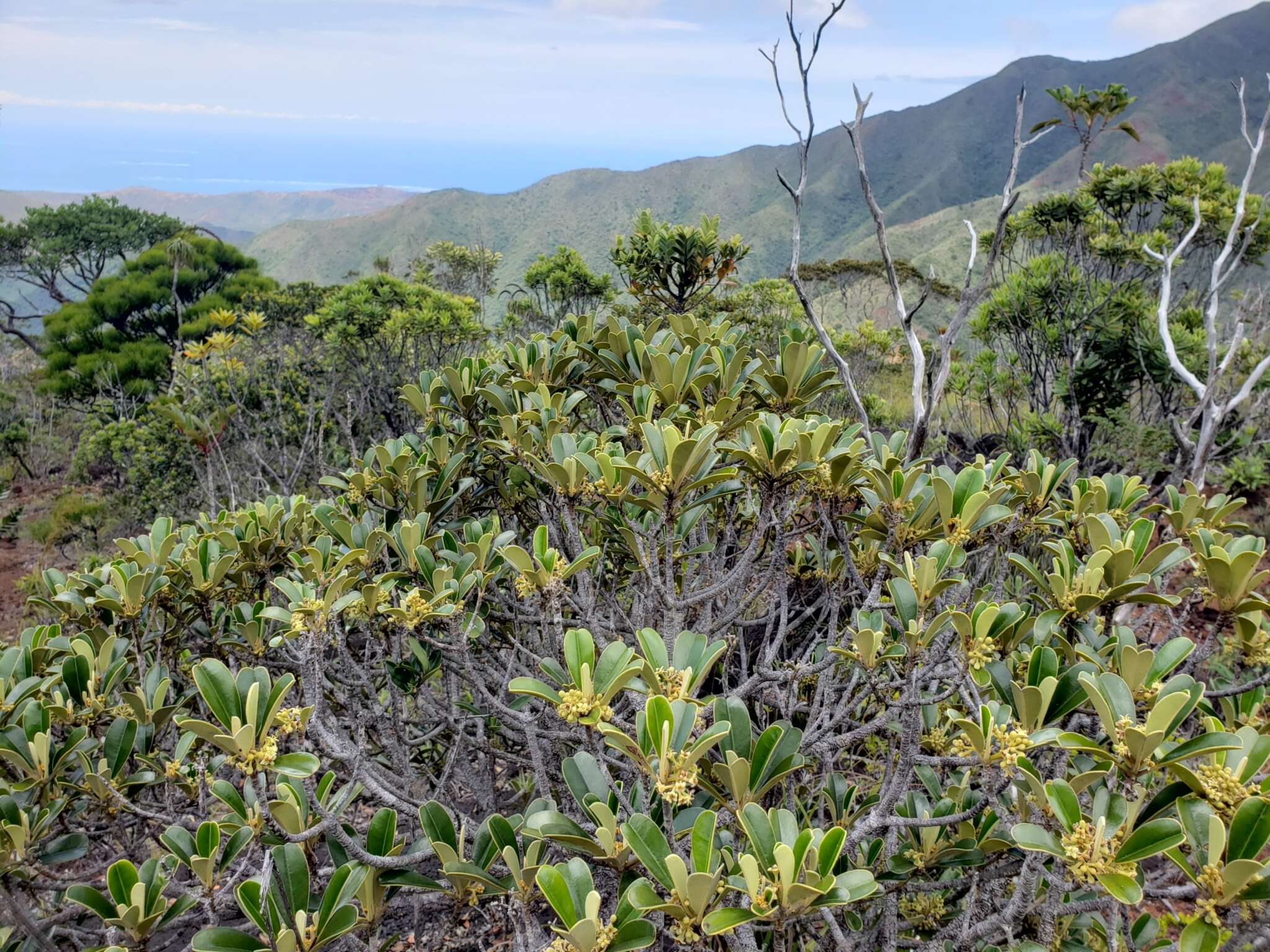 Image of Solmsia calophylla Baill.