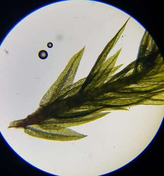 Image of pohlia moss