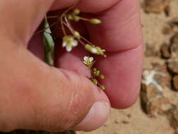 Image of Savignya parviflora (Delile) Webb