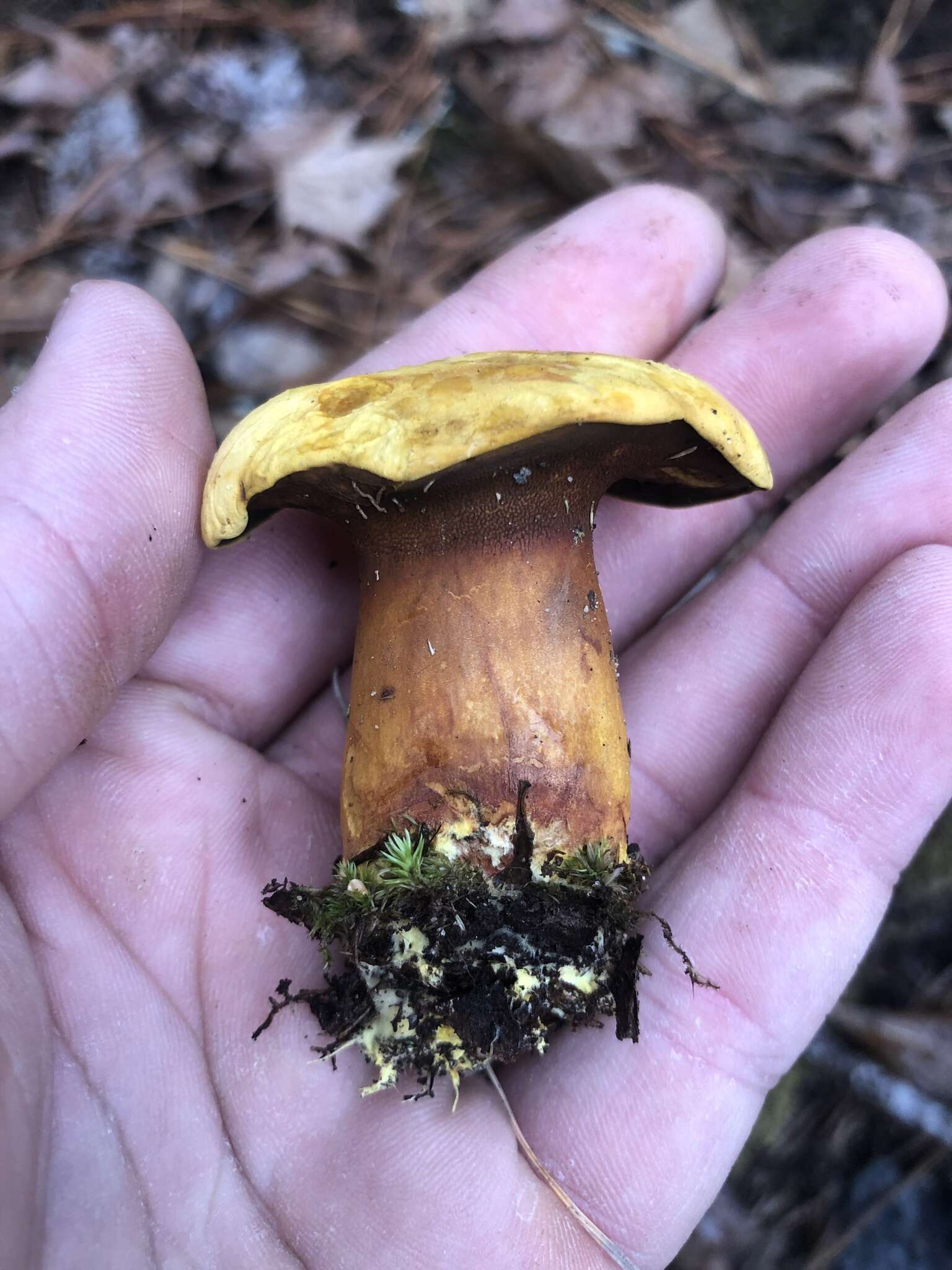 Image of Buchwaldoboletus hemichrysus (Berk. & M. A. Curtis) Pilát 1969