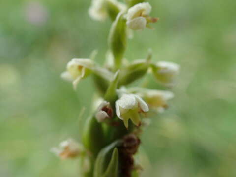 Image de Pseudorchis albida subsp. albida