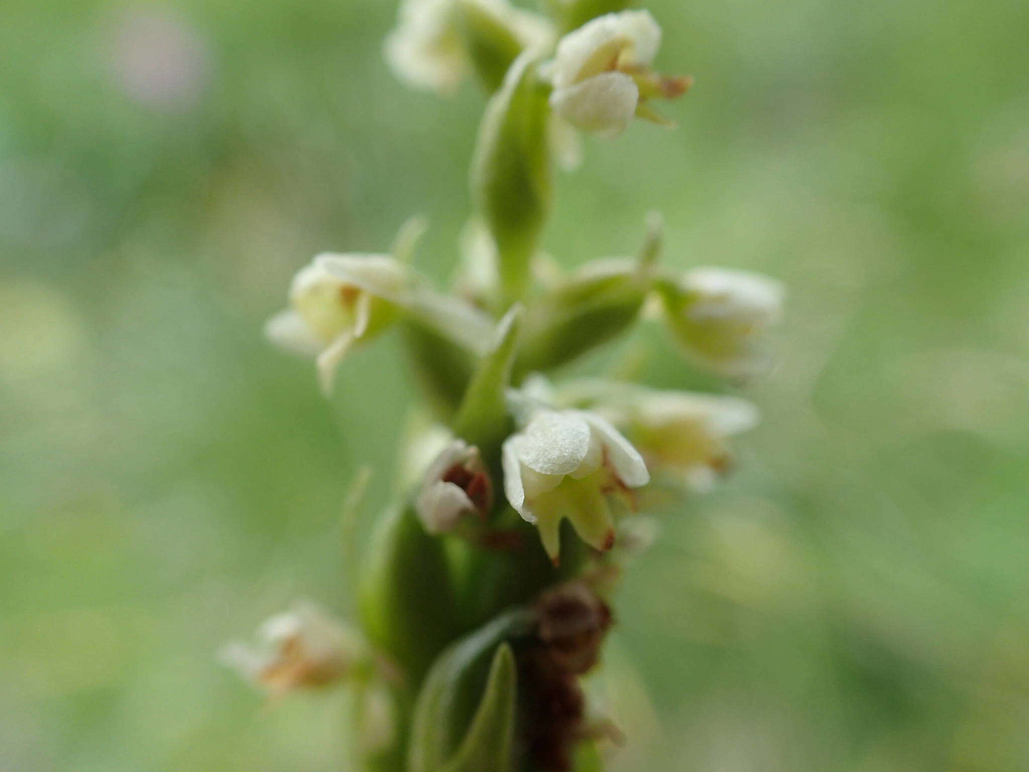 Слика од Pseudorchis albida subsp. albida