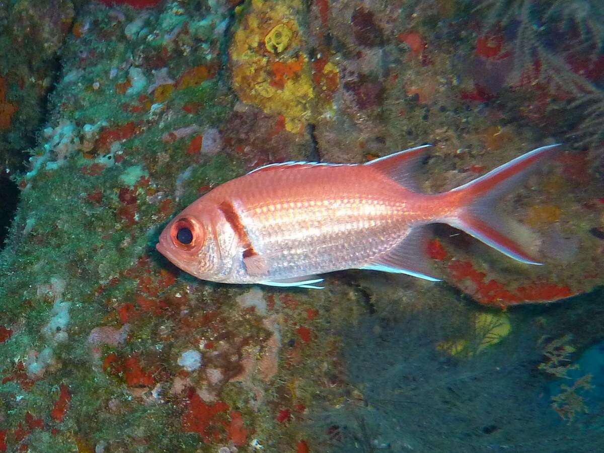 Image of Big-eyed Squirrelfish