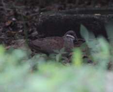 Image of Key West Quail-Dove