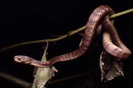 Image of Keeled Slug-eating Snake