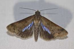 صورة Lophoptera abbreviata Walker 1865