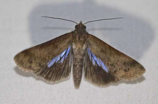 Imagem de Lophoptera abbreviata Walker 1865