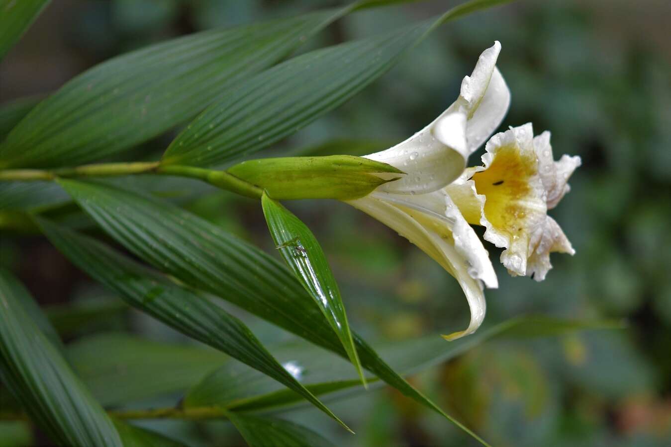 صورة Sobralia xantholeuca B. S. Williams