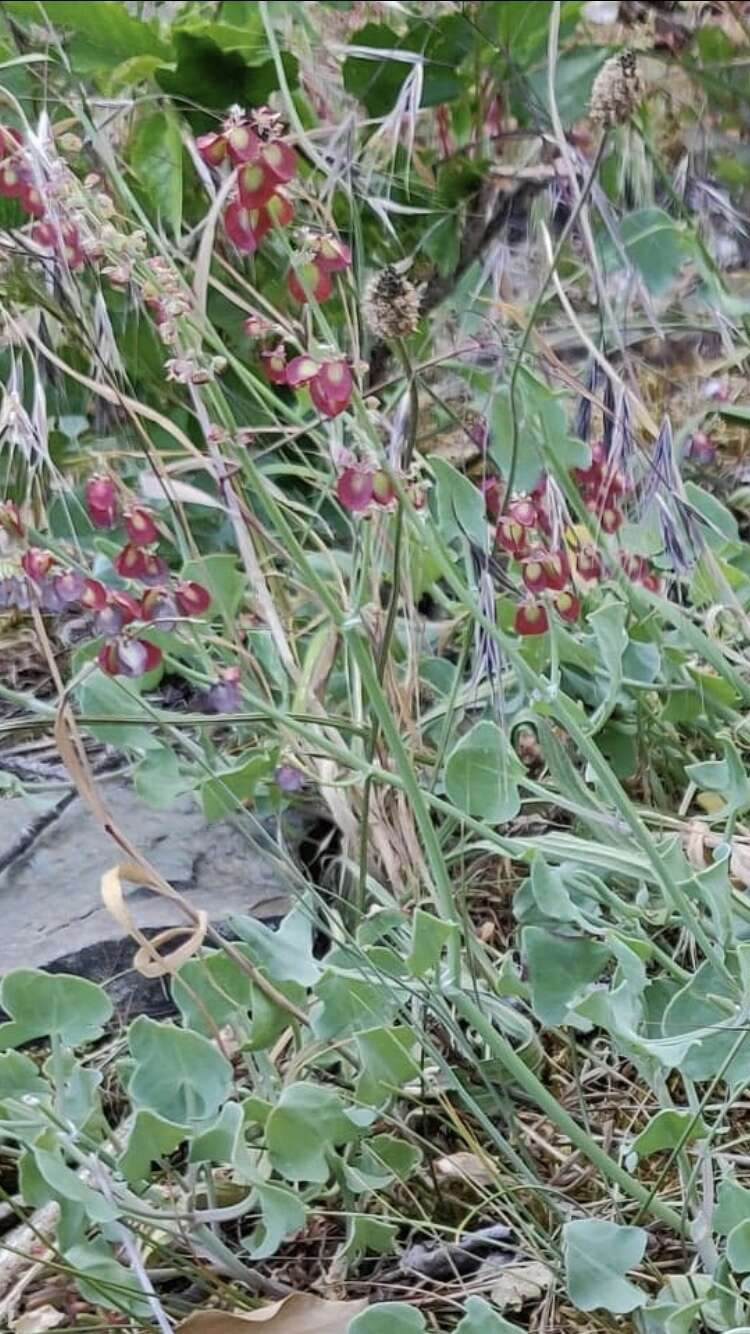 Rumex scutatus L. resmi