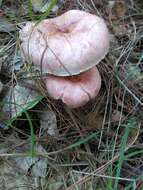 Image of Hygrophorus russula (Schaeff. ex Fr.) Kauffman 1918