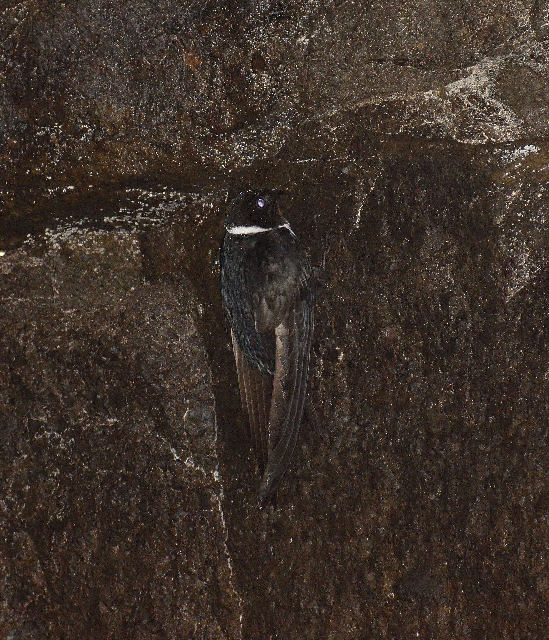 Image of White-collared Swift