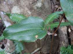 Image of Smilax ocreata A. DC.