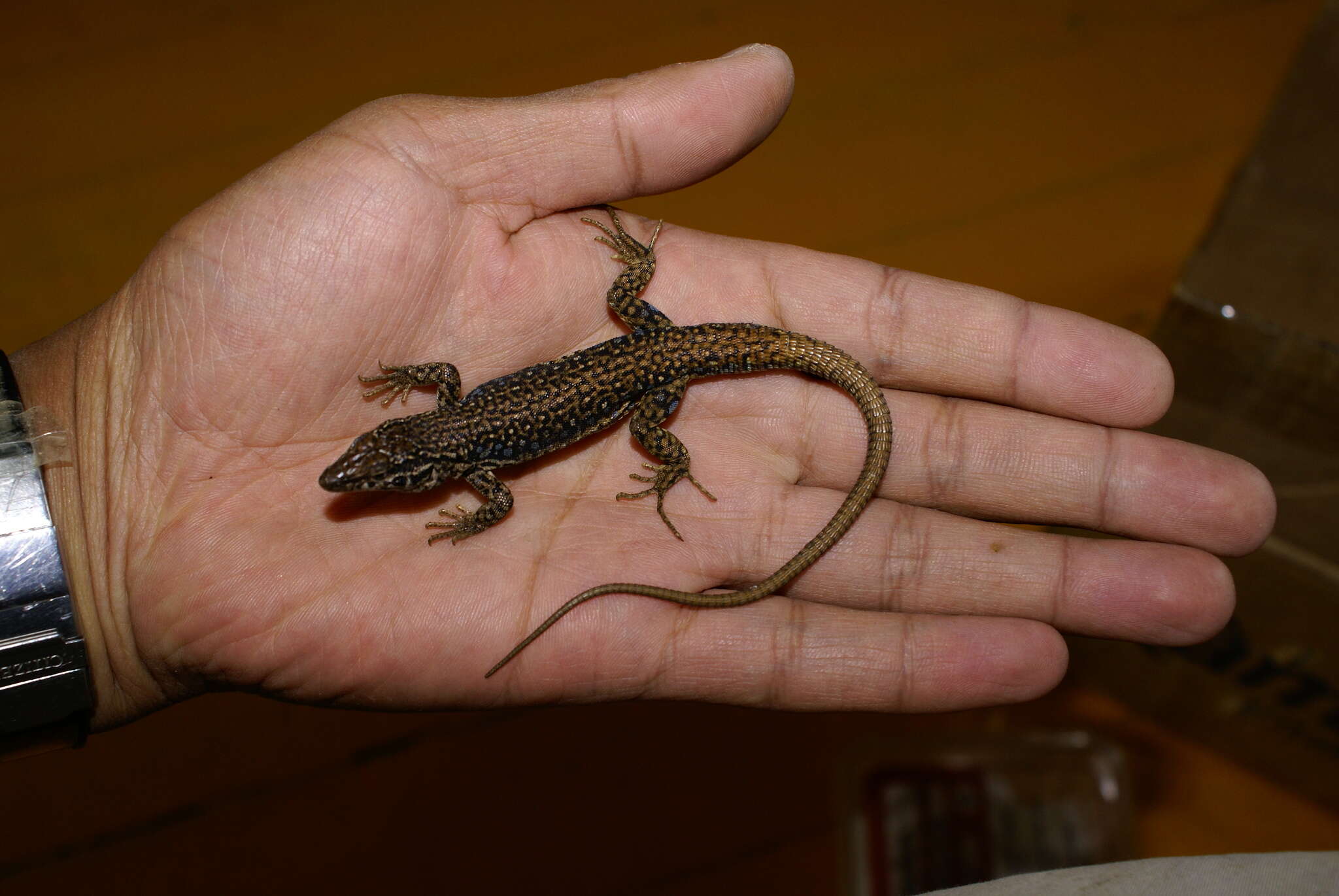 Plancia ëd Eremias multiocellata tsaganbogdensis Munkhabayar & Borkin 2010