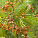 Image de Dombeya ambongensis Arenes