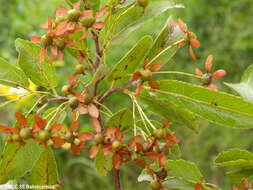 Image de Dombeya ambongensis Arenes