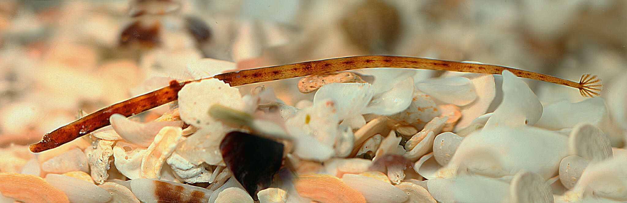 Image of Prophet&#39;s pipefish