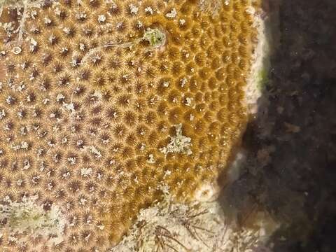 Image of Brazilian Starlet Coral
