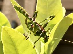 Image of Creosote Bush Katydid