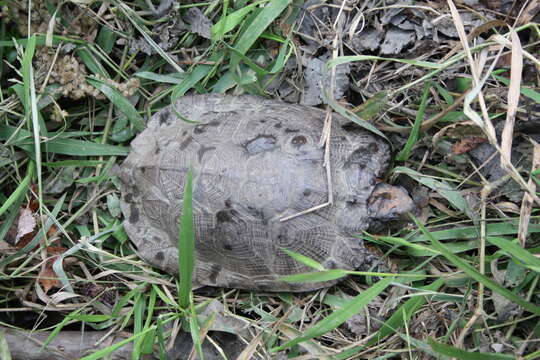 Image de Tortue des bois