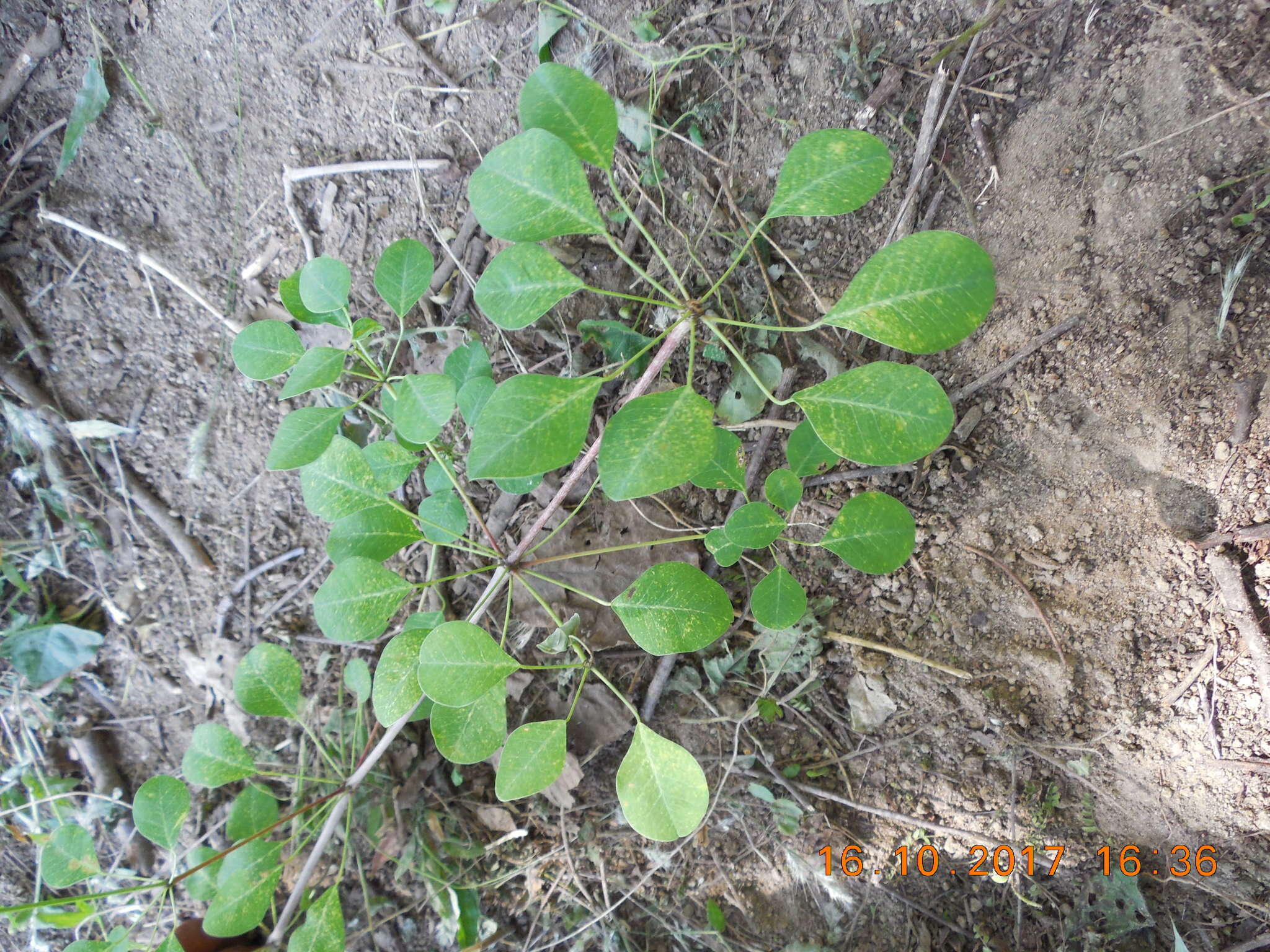 Image de Euphorbia schlechtendalii Boiss.