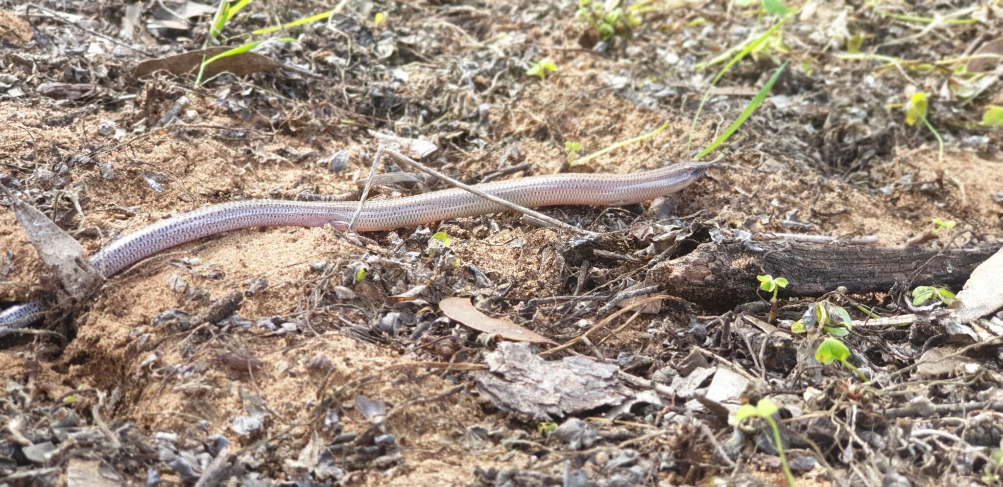 Sivun Lerista punctatovittata (Günther 1867) kuva