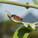 Image of Anastetha raripila Pascoe 1866