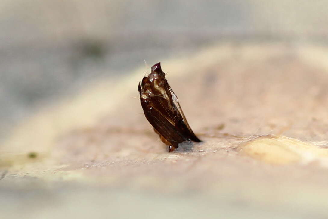 Phyllonorycter sagitella (Bjerkander 1790)的圖片