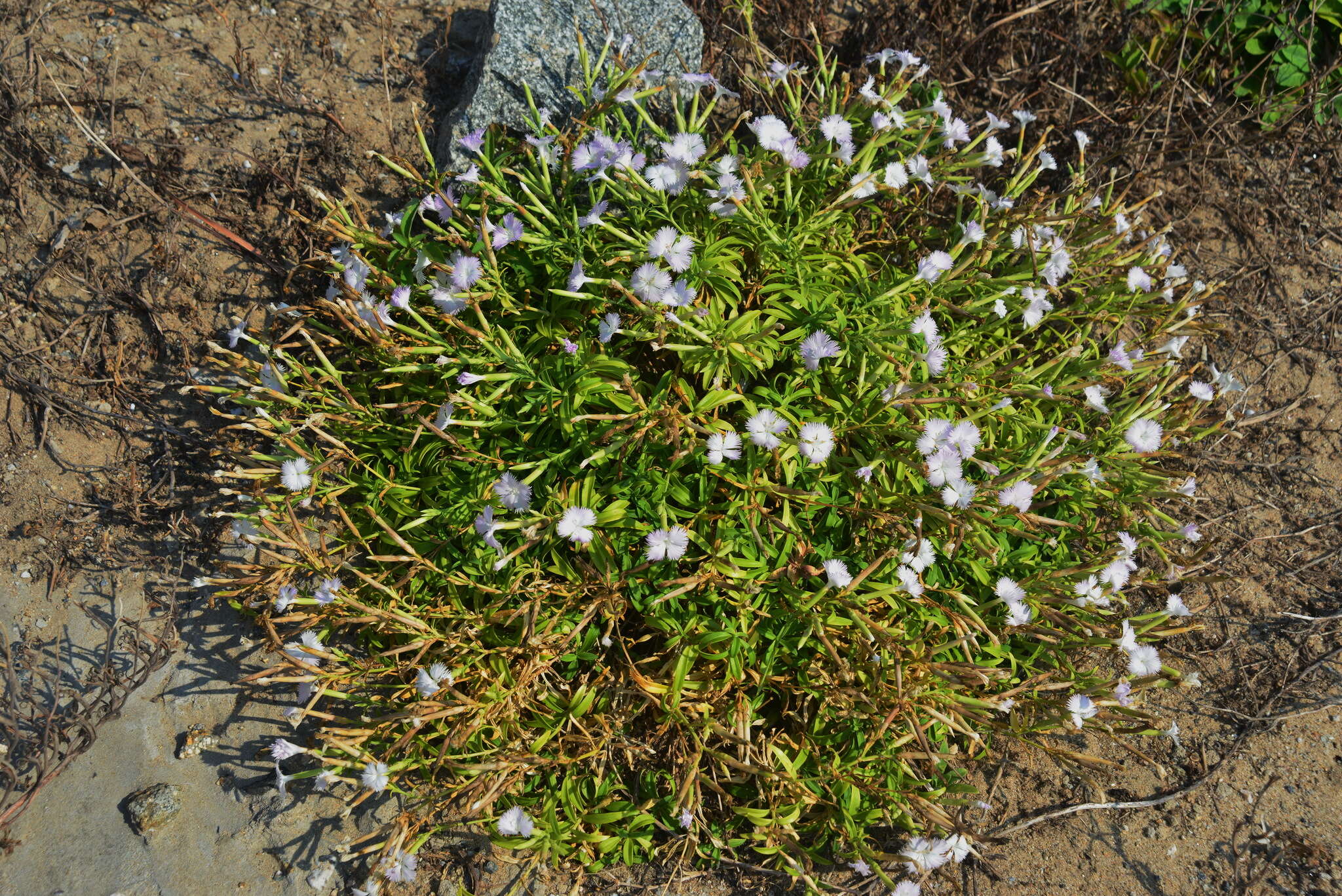 Image of Dianthus longicalyx Miq.