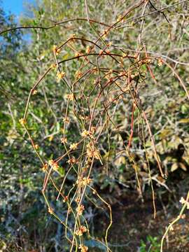 Image of Ephedra tweedieana C. A. Mey.