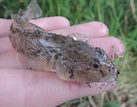 Image of monkey goby