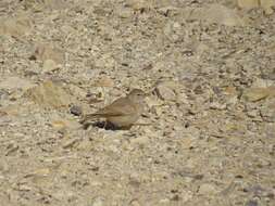 Image of Desert Lark