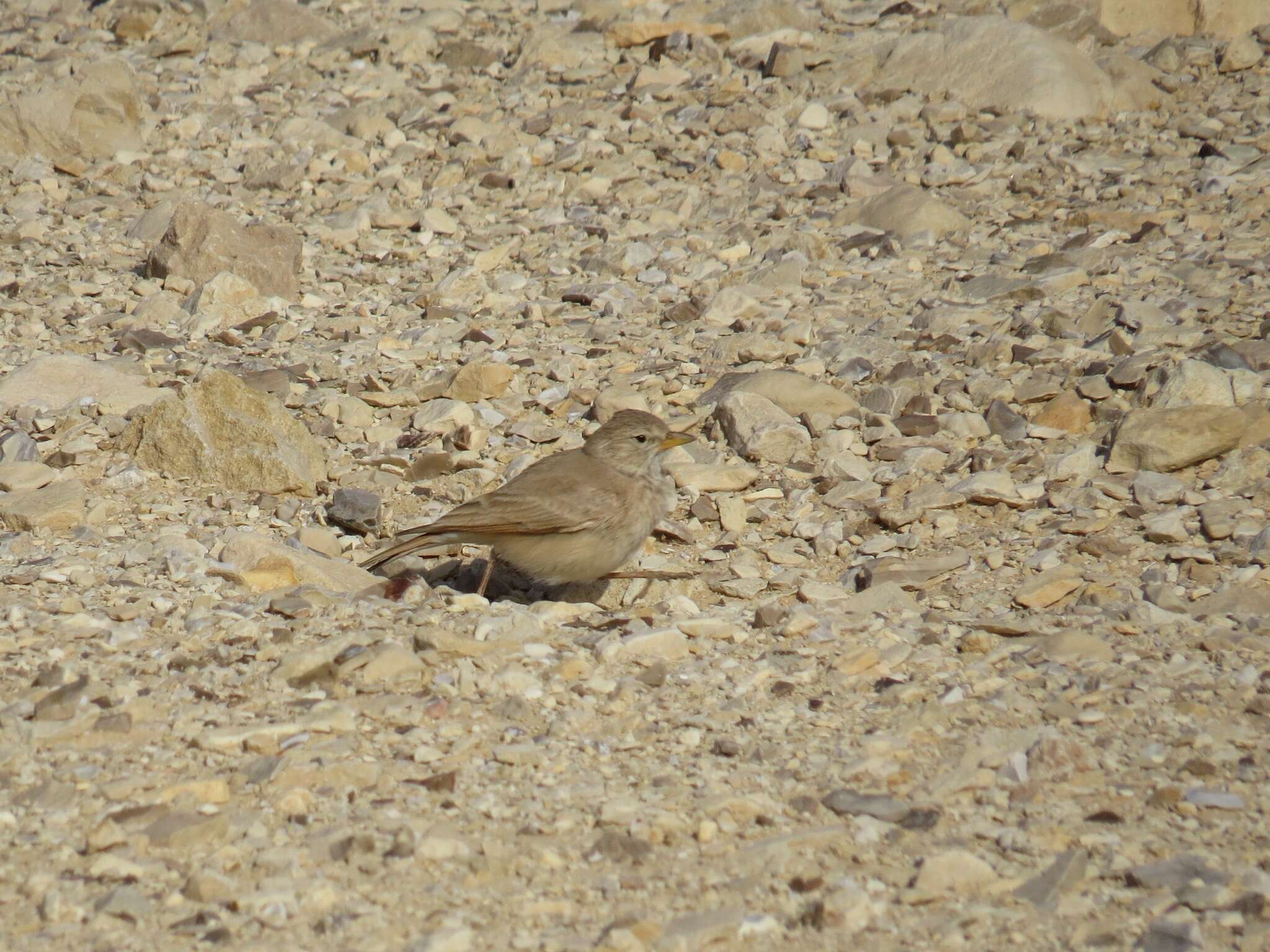 Image of Desert Lark