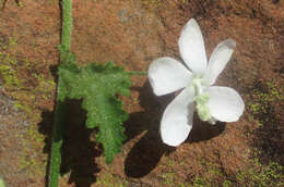 Imagem de Hibiscus meyeri Harv.