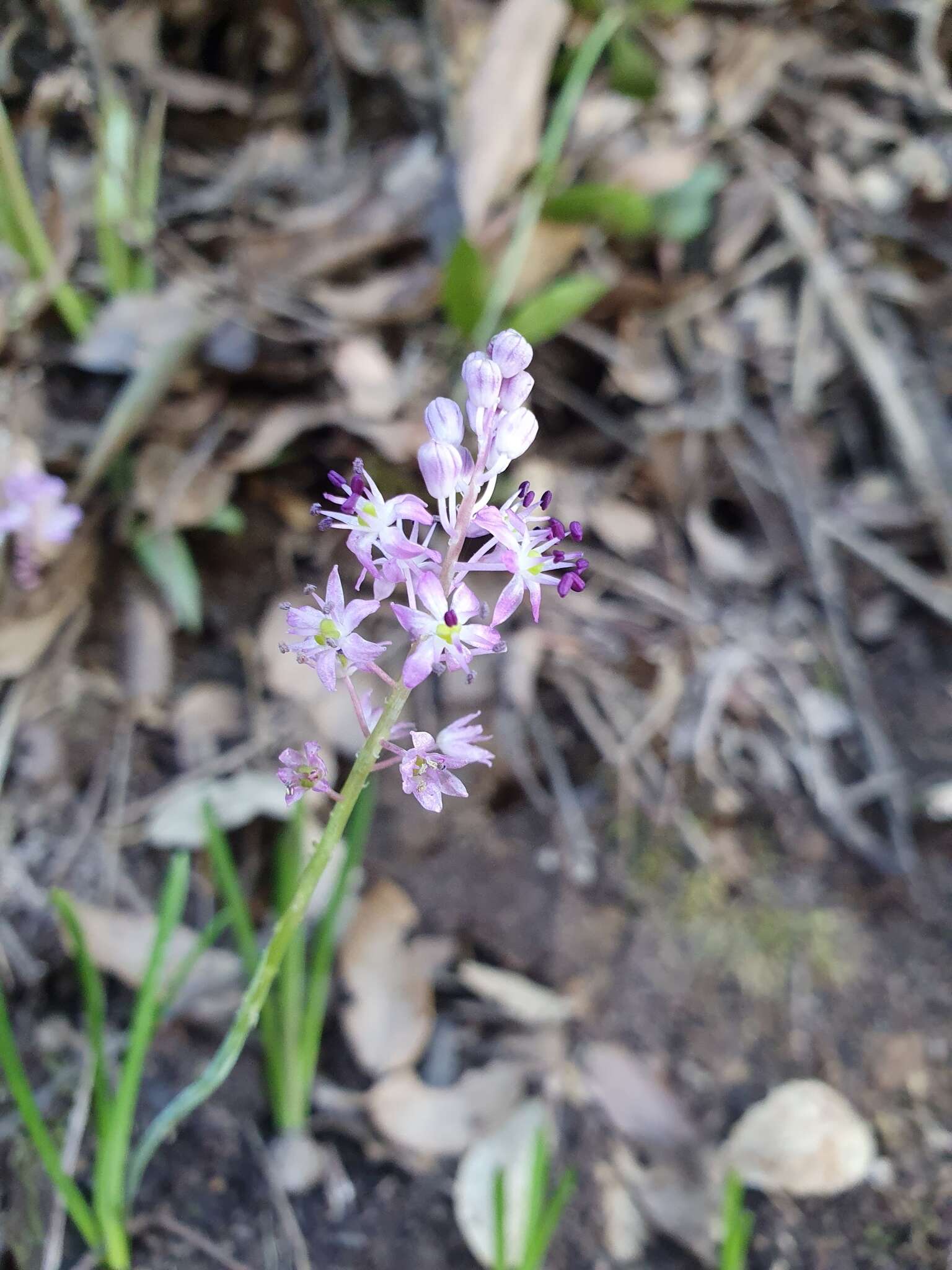 Image of Barnardia numidica (Poir.) Speta